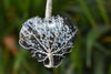 Snowflake Obsidian Heart Silver Wire Wrapped Pendant, Crystal Heart Gemstone Pendant
